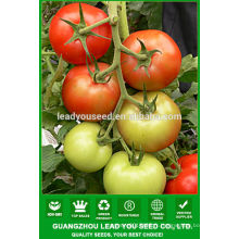 NT23 Cocao f1 hybride tomate graines tomate graines prix meilleures graines de tomate